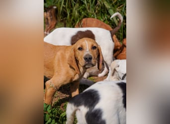 Gaia und Gino suchen ein Zuhause