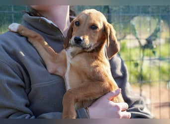 Elias, Evi, Elli und Eros suchen ab Ende März ein Zuhause