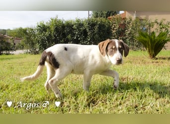 Arthur  und Argos  suchen ab Mitte November ein Zuhause