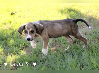 Suzi und Smila   suchen ein Zuhause
