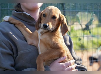 Elias und Elton  suchen ab Ende März ein Zuhause