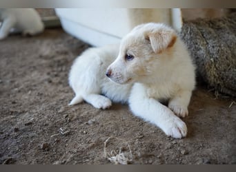 Unsere süßen Schneeflocken suchen ein Zuhause