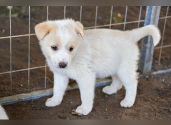 Unsere süßen Schneeflocken suchen ein Zuhause