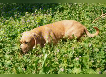 Gaia und Gino suchen ein Zuhause