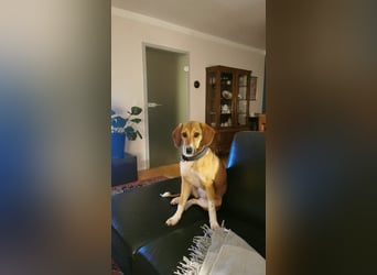 In der Südpfalz zu besuchen: Familienhündin Nellie sucht ihr Zuhause