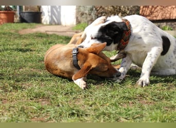 Verschmuste Familienhündin Nellie sucht ihr Zuhause - In der Südpfalz zu besuchen