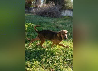 Gaia und Gino suchen ein Zuhause