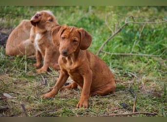 Viszla -Mix Gina, Giorgi, Gaia und Gino suchen ein Zuhause