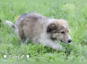 Felicita, Felix, Flori, Fanny, Frida und Fine suchen ab Ende Dezember ein Zuhause