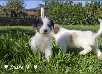 Luise, Luigi, Lucio und Peppito suchen ein Zuhause