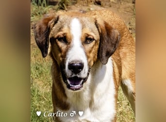 Carlito, Scippy und Kea auf der Suche nach ihrer Familie