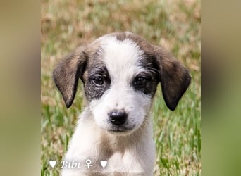 Barney, Bella, Bibi und Bina suchen ab Mitte November ein Zuhause