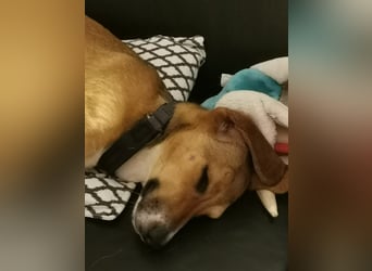 In der Südpfalz zu besuchen: Familienhündin Nellie sucht ihr Zuhause