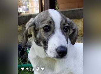 Kea  und Kay auf der Suche nach ihrer Familie