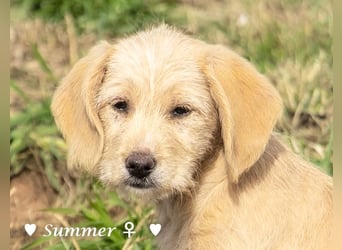 Willie, Wilma und Summer suchen ein Zuhause