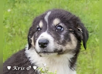 Katie, Kira und Kris suchen ein Zuhause