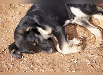 Doros, Dinos, Deri und Dex  suchen ein Zuhause
