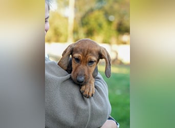 Gaia und Gino suchen ein Zuhause