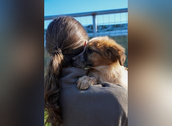 Elias, Evi, Elli und Eros suchen ab Ende März ein Zuhause