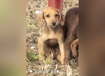 Willie, Wilma und Summer suchen ein Zuhause