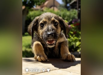 Baci, Bado und Bilka suchen ab 1.8. ein Zuhause