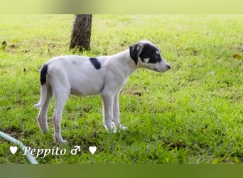 Update: Peppito  und Prince  suchen ein Zuhause