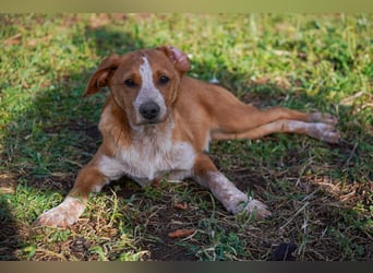 Elias und Elton  suchen  ein Zuhause