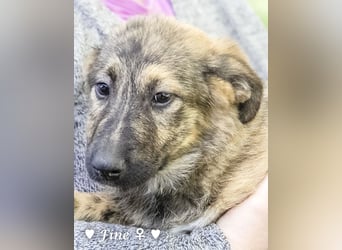 Felicita, Felix, Flori, Fanny, Frida und Fine suchen ab Ende Dezember ein Zuhause