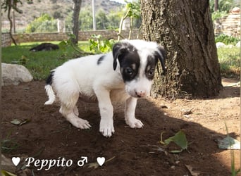 Luise, Luigi, Lucio und Peppito suchen ein Zuhause
