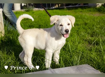 Peppito  und Prince  suchen ein Zuhause Peppito  und Prince  suchen ein Zuhause