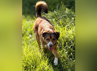 Traurige Bella  kann in der Südpfalz  besucht werden