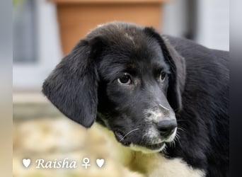 Ramon, Ralf, Randy, Ray und Raischa suchen ein Zuhause