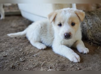 Unsere süßen Schneeflocken suchen ein Zuhause