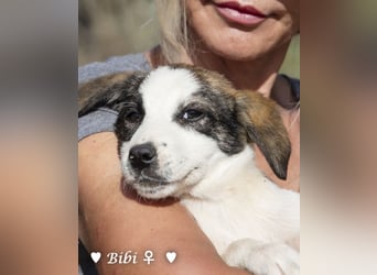 Update: Bibi  sucht ab Mitte November ein Zuhause