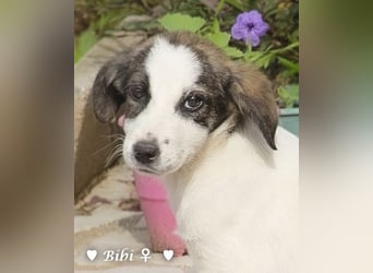 Update: Bibi  sucht ab Mitte November ein Zuhause