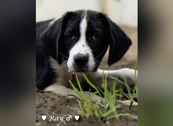 Ramon, Ralf, Randy, Ray und Raischa suchen ein Zuhause