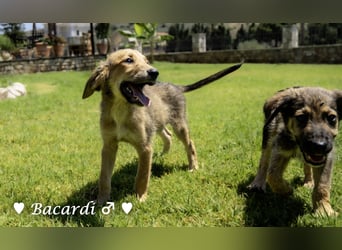 Bacardi, Biala, Babette und Bizou suchen ab August ihr Zuhause