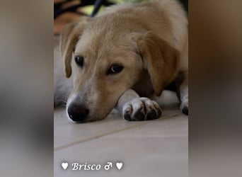 Kelly, Lucky und Brisco suchen ein Zuhause