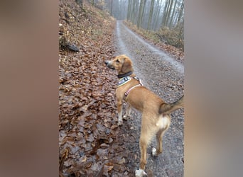 Verschmuste Familienhündin Nellie sucht ihr Zuhause - In der Südpfalz zu besuchen
