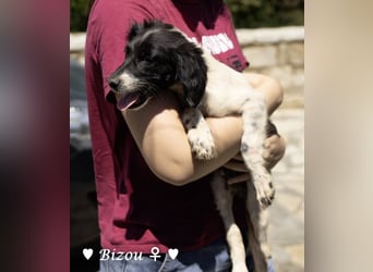 Update: Mischlingswelpen Bado, Bizou, Bilka  und Biala suchen ein Zuhause