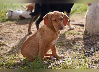 Viszla -Mix Gina, Giorgi, Gaia und Gino suchen ein Zuhause