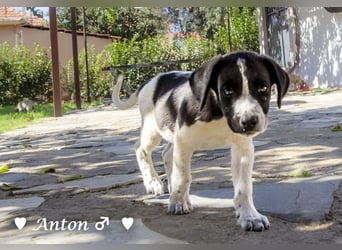 Ada,  Arthur, Anton  und Argos  suchen ab Mitte November ein Zuhause