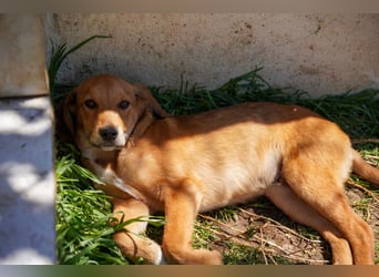 Elias und Elton  suchen  ein Zuhause