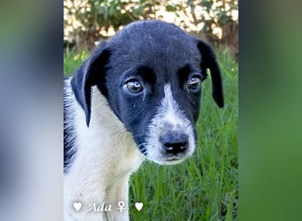 Ada,  Anton, Albert und Argos  suchen ab Mitte November ein Zuhause