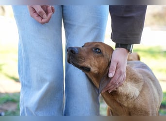 Familienhündin Luna sucht ein Zuhause