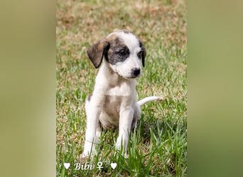 Update: Bibi  sucht ab Mitte November ein Zuhause