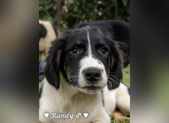 Ramon, Ralf, Randy, Ray und Raischa suchen ein Zuhause