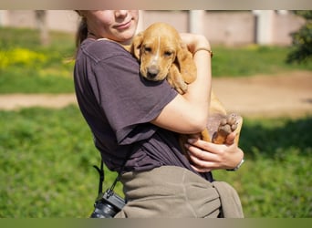 Gaia und Gino suchen ein Zuhause