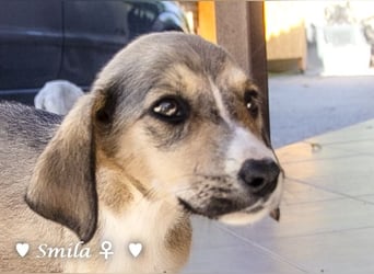 Suzi und Smila   suchen ein Zuhause