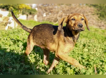 Gaia und Gino suchen ein Zuhause